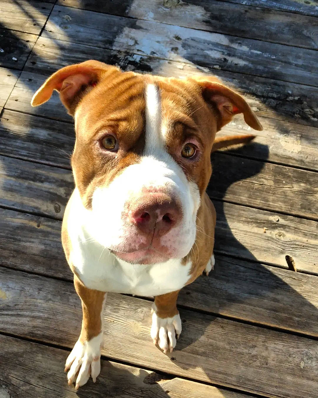 Gila Monster is registered to the contest to win money with this photo: ancient_dog_breeds, canidae, carnivore, collar, companion_dog, dog, dog_breed, dog_collar, fawn, fur, hunting_dog, liver, molosser, non_sporting_group, snout, sporting_group, whiskers, wood, working_animal, working_dog