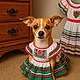dog, small_dog, chihuahua, dress, traditional_dress, colorful_clothing, carpet, wooden_dresser, indoor, pet, cute, animal, attentive, portrait, brown_dog, decor, fabric, pattern, sitting, closeup