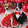 Queen joined the competition — help win amazing prizes! dog, dress, tuxedo, valentines_day, hearts, bow, red, white, black_and_white_dog, brown_and_white_dog, flowers, roses, gift, carpet, cute, costume, love, romantic, pets, portrait