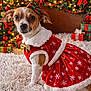 Queen joined the competition — help win amazing prizes! dog, christmas_dress, red_dress, holiday, festive, christmas_tree, decorations, presents, gift_wrap, bow, plaid_bow, white_rug, fluffy_rug, indoor, pet, small_dog, holiday_decor, garland, lights, cute