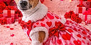 Queen is registered to the contest to win money with this photo: dog, valentines_day, dress, bow, heart_pattern, pink_rug, balloon, gift_box, decorations, love_sign, cute, pet, indoors, celebration, holiday, red, pink, small_dog, festive, adorable