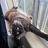 Shadow is registered to the contest to win money with this photo: animal, black_cat, cat, cozy, curious, domestic_animal, feline, fluffy, fur, home, indoor, pet, relaxed, resting, stretching, sunlight, whiskers, window, windowsill, yellow_eyes