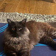Shadow is registered to the contest to win money with this photo: animal, black_cat, cat, cozy, ears, eyes, feline, fluffy, fur, home, indoor, looking, lying_down, mat, pet, relaxed, resting, rug, whiskers, wooden_floor