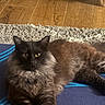 animal, black_cat, cat, cozy, ears, eyes, feline, fluffy, fur, home, indoor, looking, lying_down, mat, pet, relaxed, resting, rug, whiskers, wooden_floor