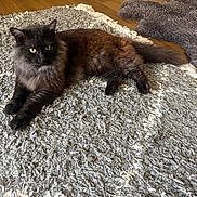 Shadow joined the competition — help win amazing prizes! animal, black_cat, cat, cozy, cute, domestic_animal, feline, fluffy_cat, fur, gray_rug, home, indoor, lying_down, pet, relaxed, resting, rug, whiskers, wooden_floor, yellow_eyes