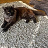 animal, black_cat, cat, cozy, cute, domestic_animal, feline, fluffy_cat, fur, gray_rug, home, indoor, lying_down, pet, relaxed, resting, rug, whiskers, wooden_floor, yellow_eyes
