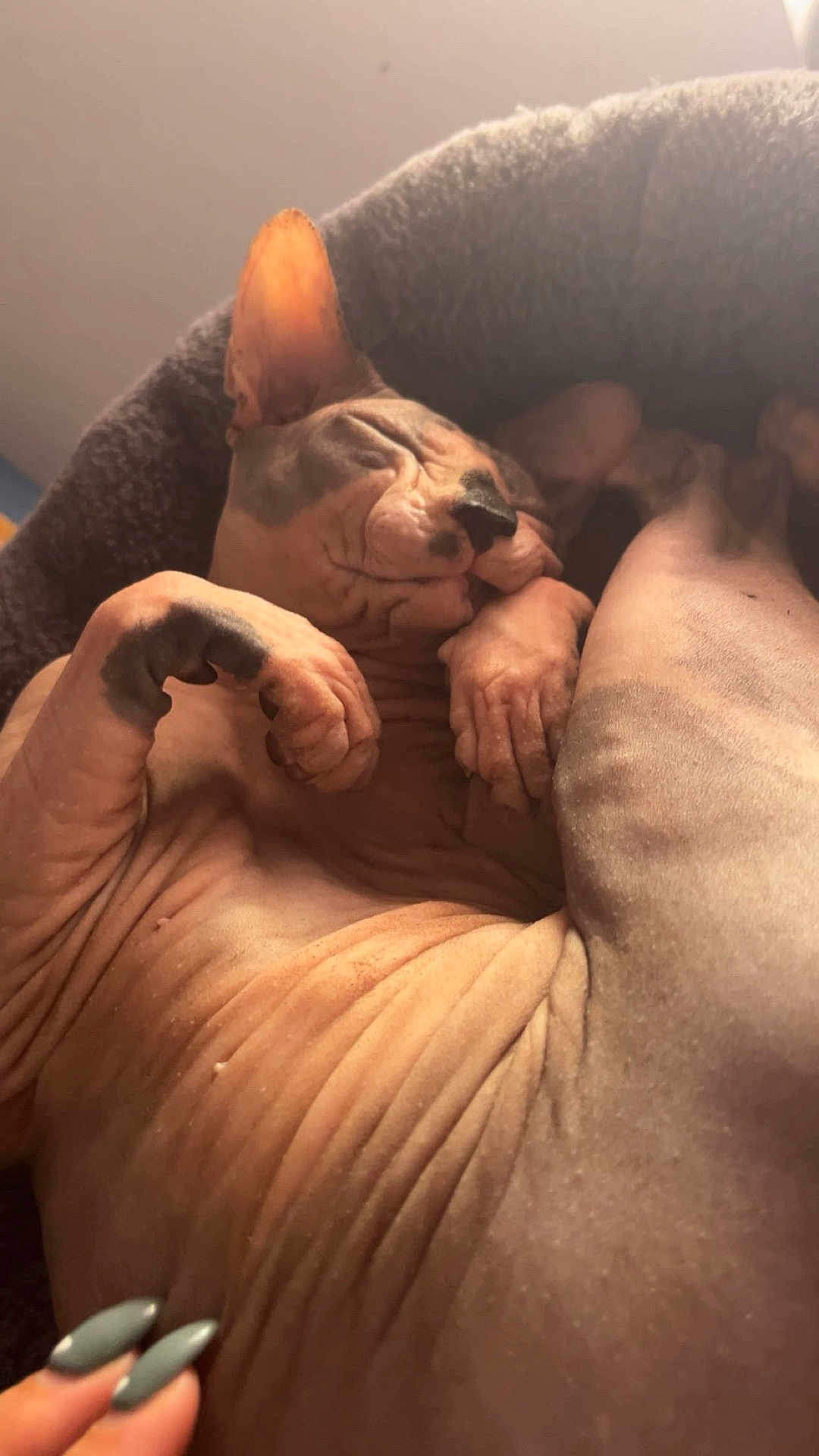 Oggie