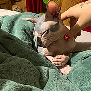 Oggie participe au concours pour gagner de l'argent avec cette photo : animal, bed, blanket, cat, comfort, cozy, cute, dinosaur_toy, feline, hairless_cat, hand, indoor, nail_polish, pet, plush_toy, relaxation, sleeping, soft_texture, sphynx_cat, teddy_bear