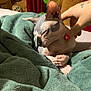 animal, bed, blanket, cat, comfort, cozy, cute, dinosaur_toy, feline, hairless_cat, hand, indoor, nail_polish, pet, plush_toy, relaxation, sleeping, soft_texture, sphynx_cat, teddy_bear