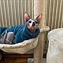 Oggie a rejoint le concours — aidez-le/la à gagner de superbes lots ! animal, cat, cat_tree, cozy, curious, ears, floor, furniture, hairless_cat, hammock, indoor, looking, pet, plush, radiator, relaxed, sphynx_cat, sweater, whiskers, wooden_floor