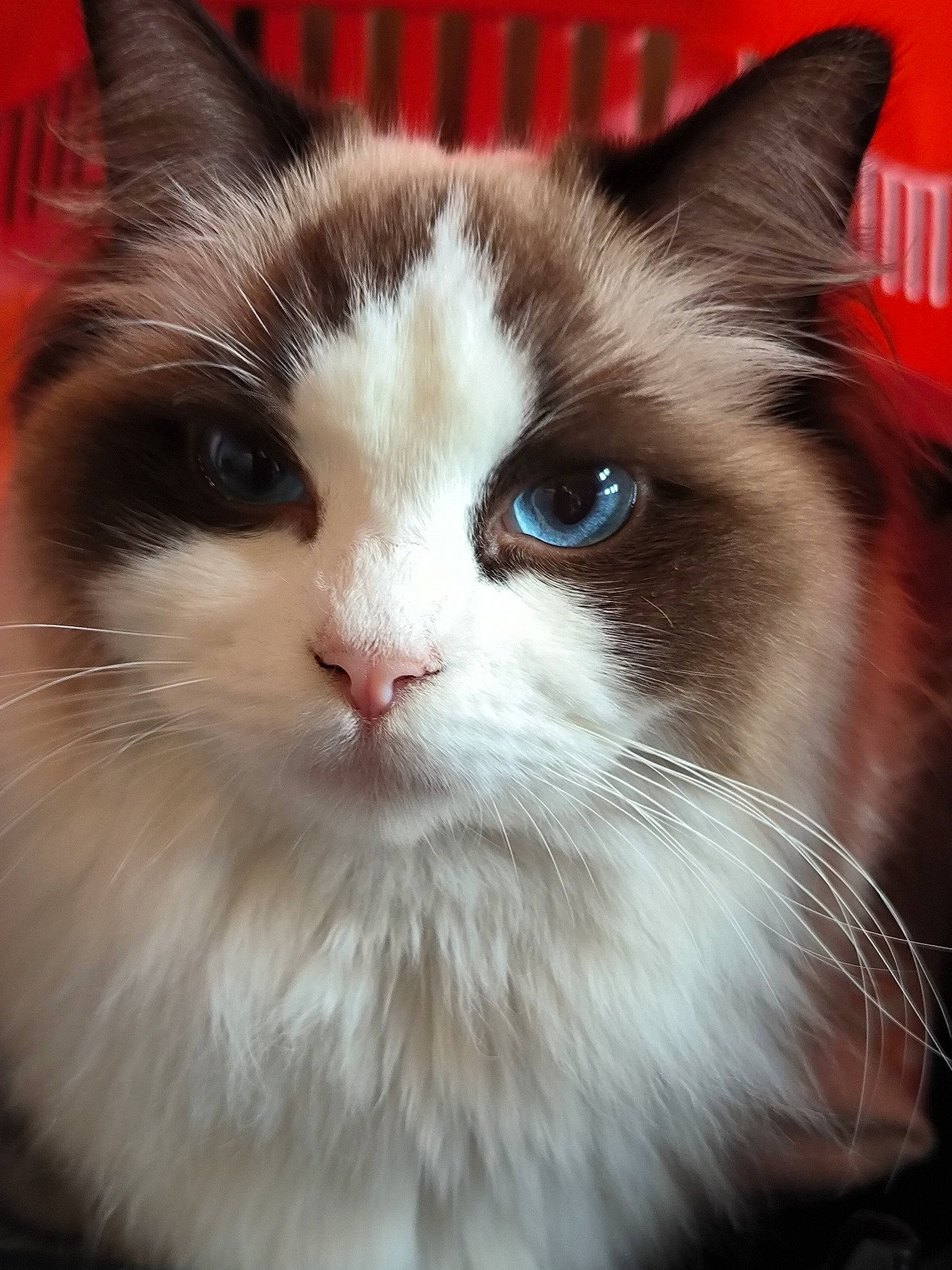 Uxie participe au concours pour gagner de l'argent avec cette photo : carnivore, cat, domestic_short_haired_cat, felidae, fur, iris, small_to_medium_sized_cats, snout, tail, whiskers