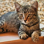 Ozzie joined the competition — help win amazing prizes! alert, animal, brown, cardboard_box, cat, closeup, curious, cute, ears, feline, fur, indoor, kitten, paws, pet, resting, striped, tabby, whiskers, young