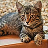 cat, kitten, tabby, animal, pet, feline, fur, whiskers, ears, paws, cardboard_box, indoor, closeup, curious, alert, young, resting, brown, striped, cute