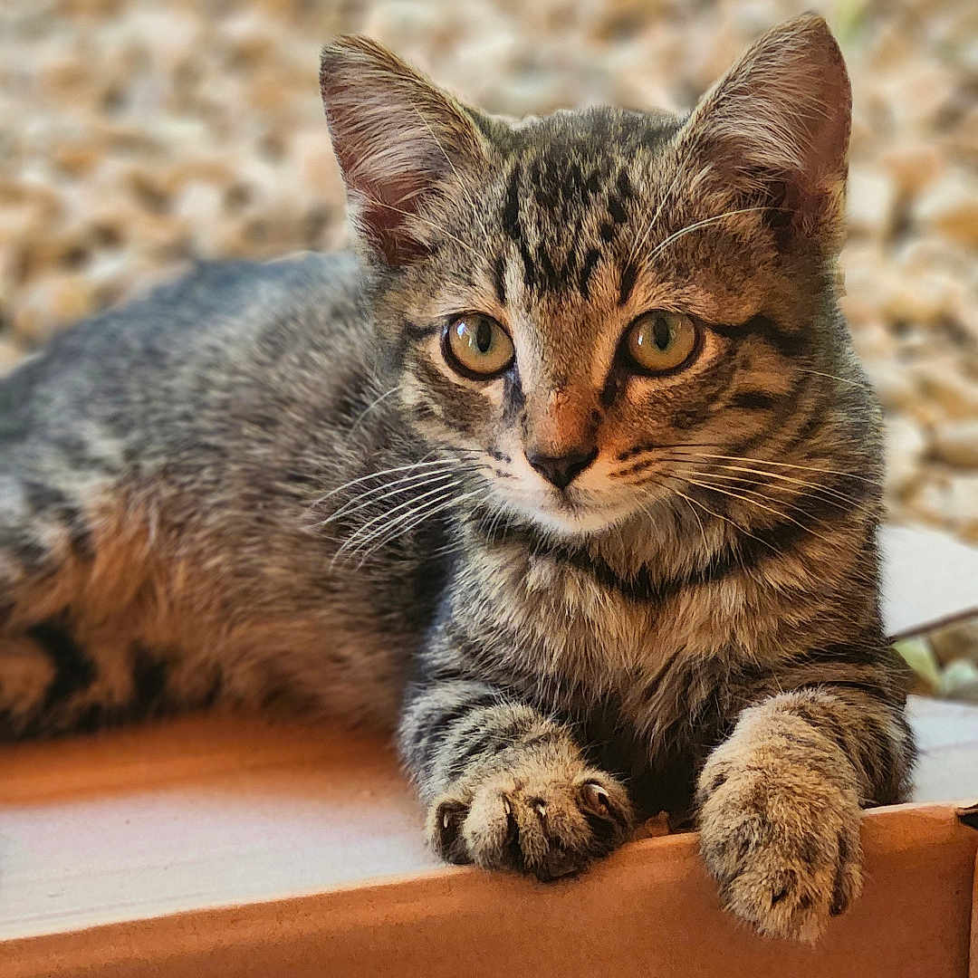 Ozzie