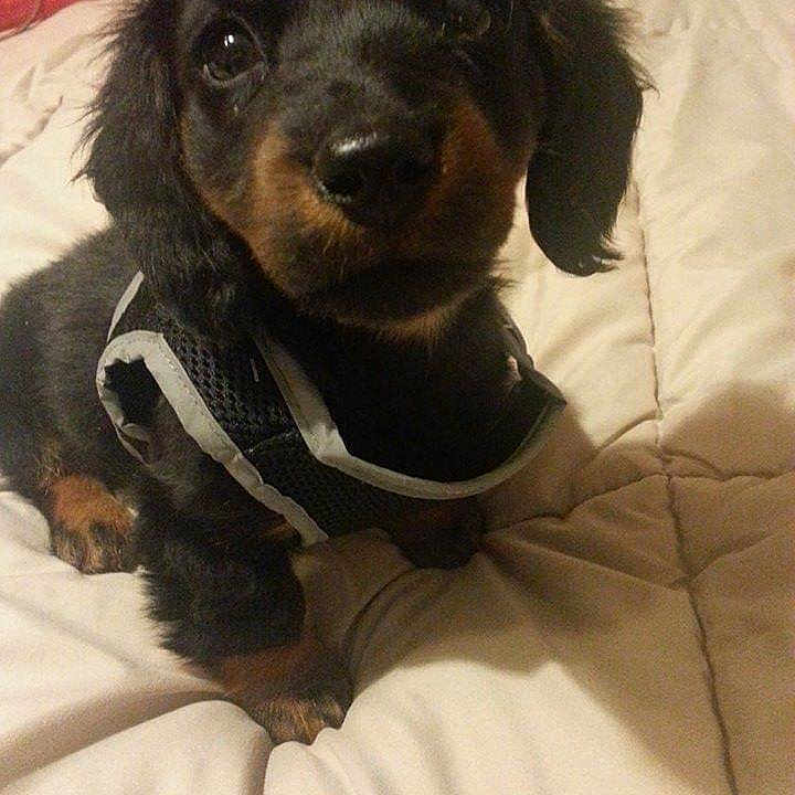 Willie Wiener