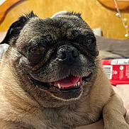 Frankie joined the competition — help win amazing prizes! dog, pug, pet, close_up, tongue_out, bed, indoor, happy, animal, mammal, face, fur, paw, cute, smiling, resting, domestic_animal, canine, wood, background