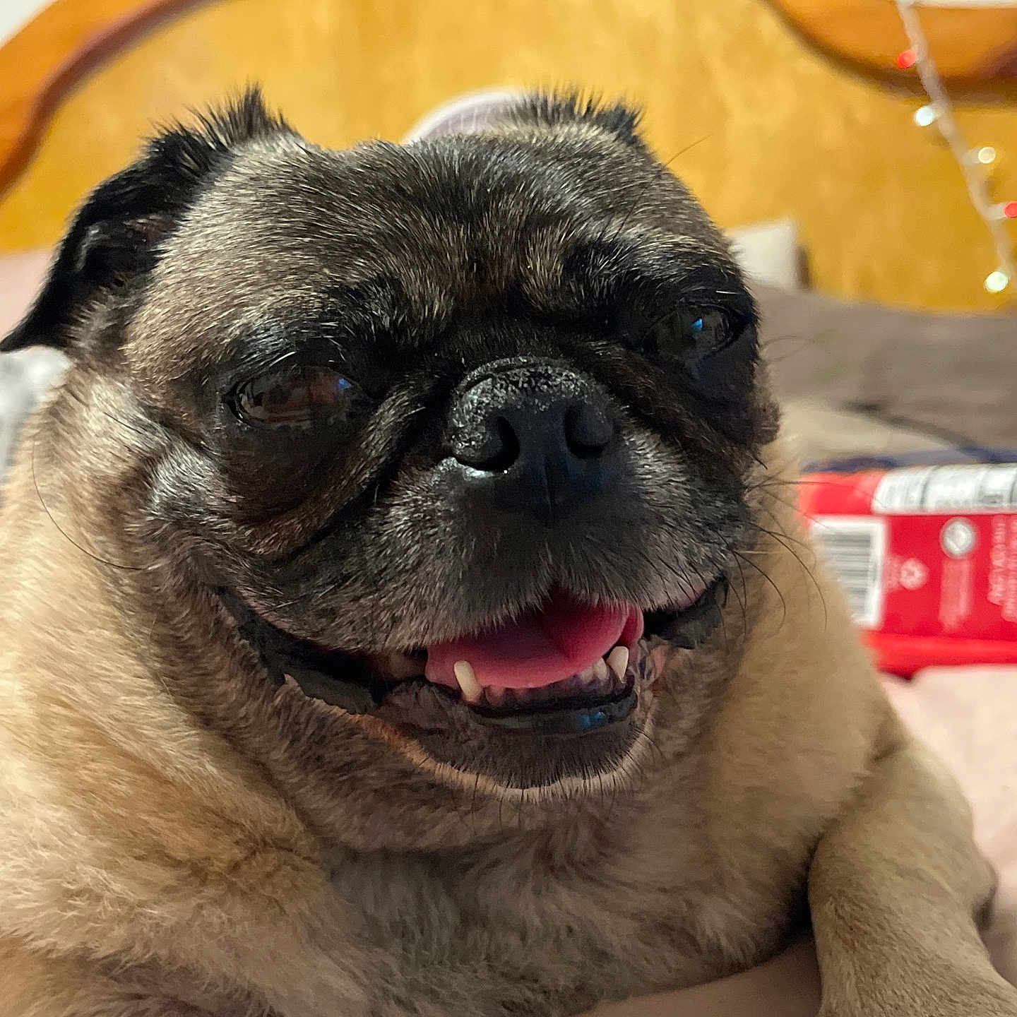 Frankie joined the competition — help win amazing prizes! animal, background, bed, canine, close_up, cute, dog, domestic_animal, face, fur, happy, indoor, mammal, paw, pet, pug, resting, smiling, tongue_out, wood
