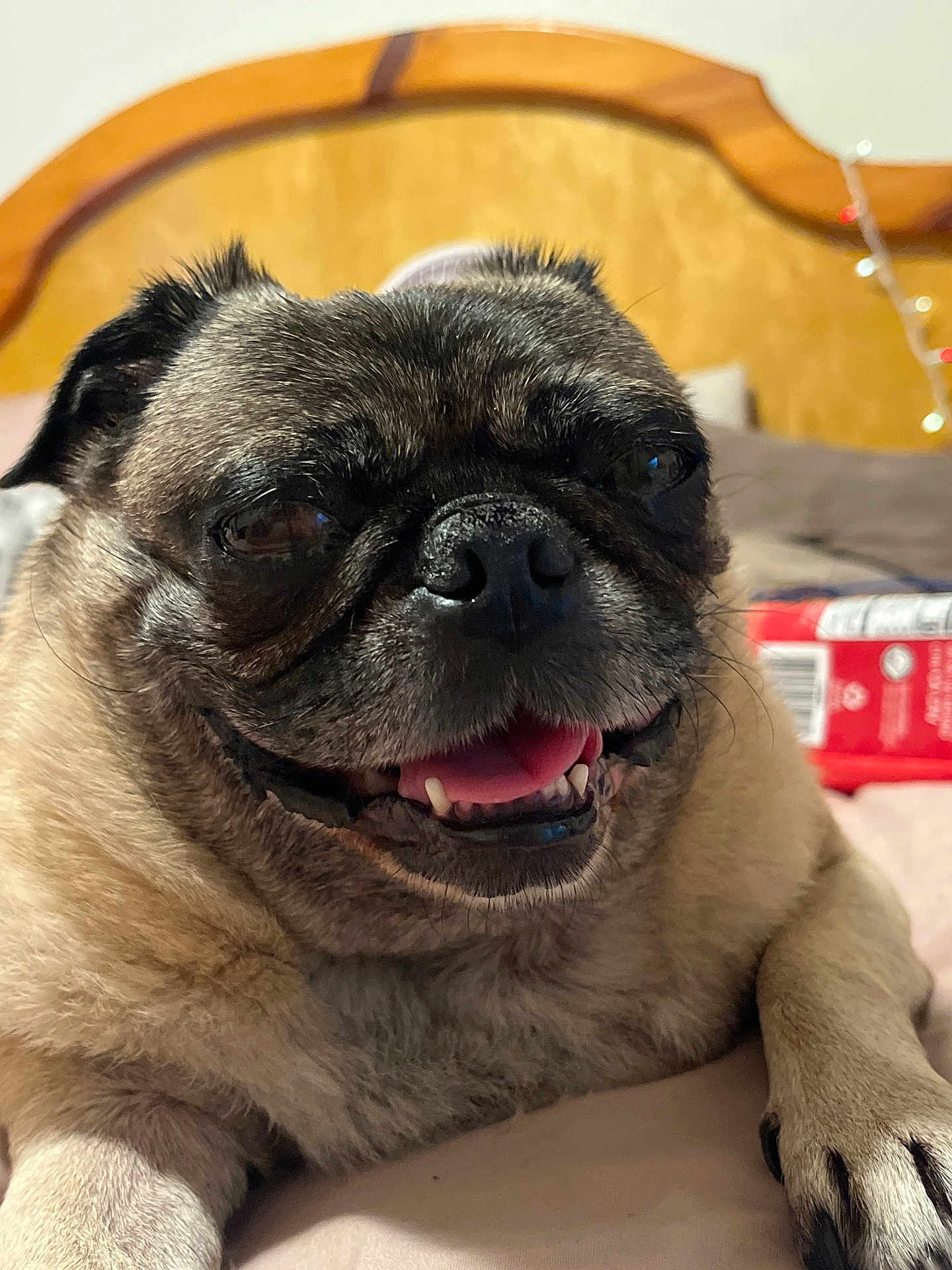 Frankie joined the competition — help win amazing prizes! dog, pug, pet, close_up, tongue_out, bed, indoor, happy, animal, mammal, face, fur, paw, cute, smiling, resting, domestic_animal, canine, wood, background