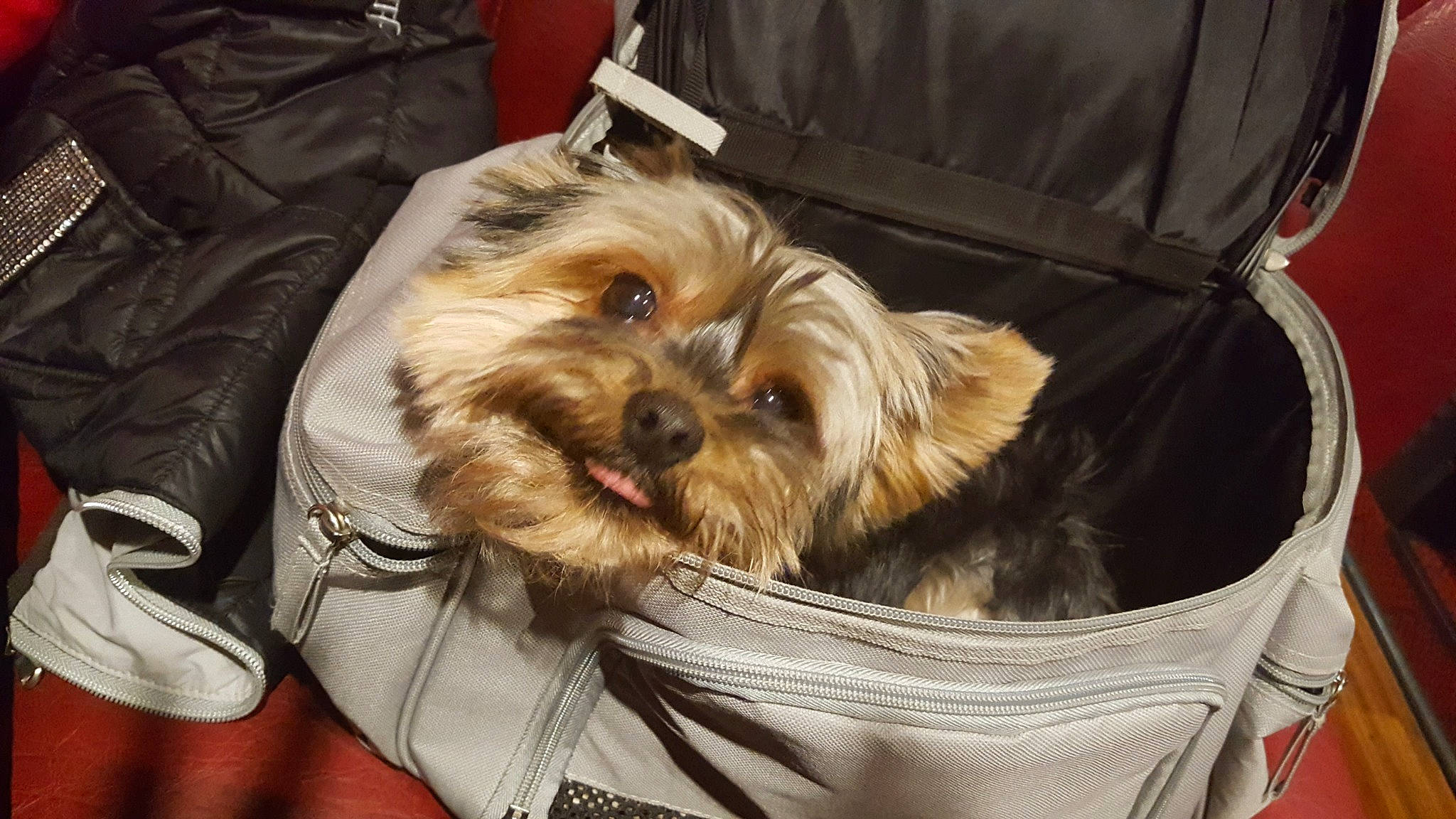 Jazz participe au concours pour gagner de l'argent avec cette photo : bag, canidae, carnivore, companion_dog, dog, dog_breed, dog_supply, fawn, fur, liver, luggage_and_bags, maltepoo, small_terrier, snout, sporting_group, surfer_hair, terrier, toy_dog, working_animal, yorkipoo