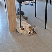 Strass a rejoint le concours — aidez-le/la à gagner de superbes lots ! cat, fluffy_cat, long_hair, tabby, pet, animal, lying_down, upside_down, relaxed, playful, indoor, floor, table, table_leg, furniture, home, room, wood, sandals, blue_object