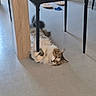 cat, fluffy_cat, long_hair, tabby, pet, animal, lying_down, upside_down, relaxed, playful, indoor, floor, table, table_leg, furniture, home, room, wood, sandals, blue_object
