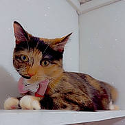 Yuna is registered to the contest to win money with this photo: cat, kitten, calico_cat, bow, bow_tie, collar, shelf, indoor, paws, whiskers, fur, eyes, portrait, pet, closeup, staring, cute, domestic_cat, resting, playful