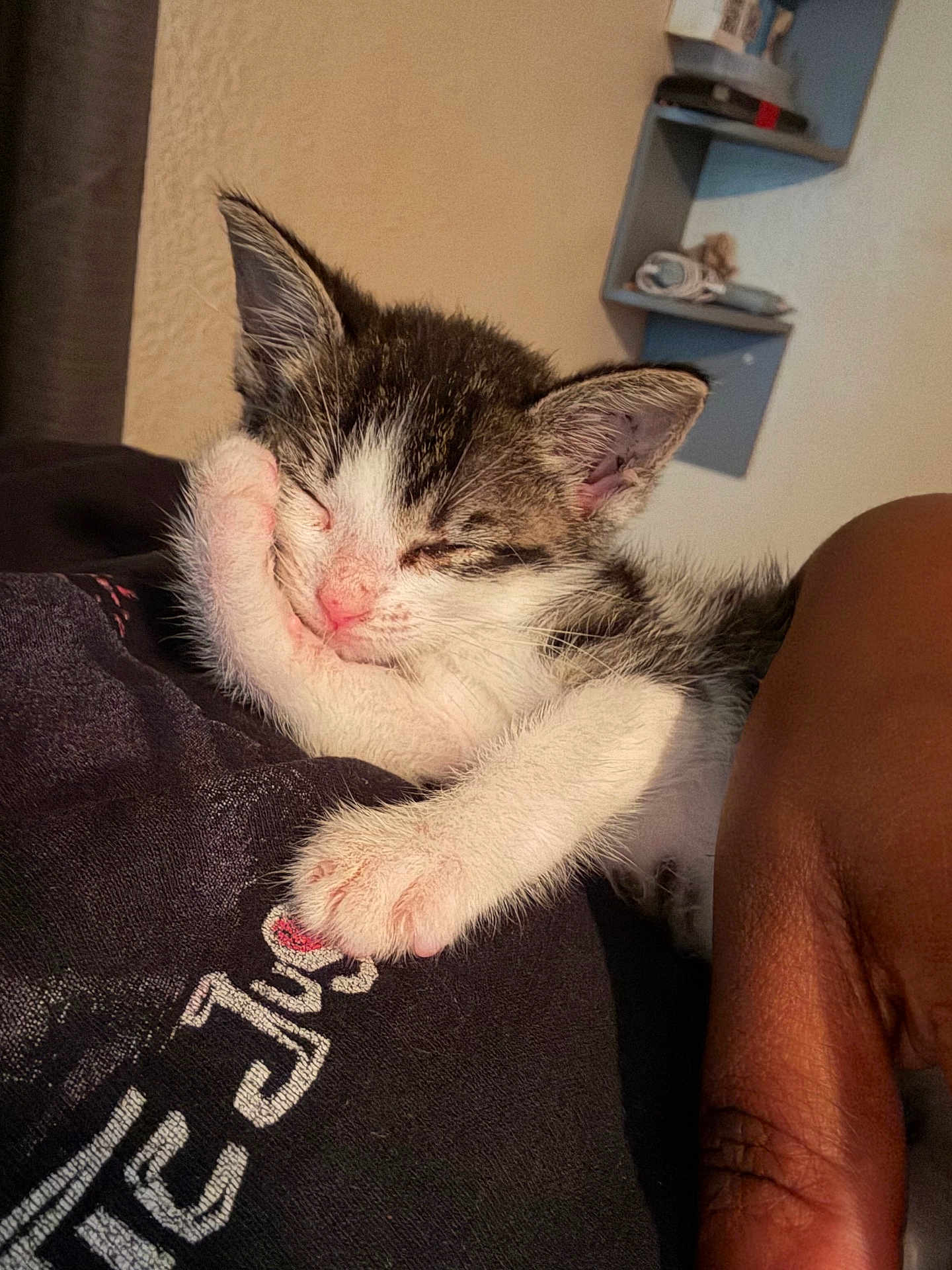 Amina joined the competition — help win amazing prizes! kitten, sleeping, cat, paw, person, hand, indoor, cozy, resting, black_shirt, white_fur, tabby, closeup, cute, pet, nap, relaxation, comfort, wall, shelf