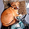 dog, pet, canine, brown_dog, small_dog, lying_down, curled_up, side_eye, indoors, couch, blanket, pillow, stone_wall, rustic, cozy, living_room, portrait, fur, relaxed, sunlight
