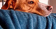 Caramel a rejoint le concours — aidez-le/la à gagner de superbes lots ! dog, canine, pet, brown_dog, portrait, close_up, resting, lying_down, head, muzzle, nose, eye, floppy_ears, blue_blanket, soft_texture, cozy, indoors, brick_wall, warm_lighting, vertical_photo