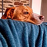 dog, canine, pet, brown_dog, portrait, close_up, resting, lying_down, head, muzzle, nose, eye, floppy_ears, blue_blanket, soft_texture, cozy, indoors, brick_wall, warm_lighting, vertical_photo