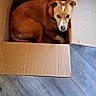 dog, dogs, puppy, brown_dog, white_face, cardboard_box, box, indoor, wood_floor, pet, animal, sitting, curled_up, looking_at_camera, floppy_ears, collar, home, furniture, warm_lighting, funny