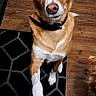 dog, canine, brown_and_white, white_markings, floppy_ears, brown_eyes, black_collar, sitting, front_paw, raised_paw, looking_at_camera, indoors, wooden_floor, patterned_rug, chair, blanket, home, pet, portrait, cute