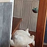 cat, white_cat, fluffy, stairs, wooden_stairs, indoor, furniture, wall, paneling, relaxing, pet, animal, blurred, candid, cozy, home, corner, floor, resting, cute
