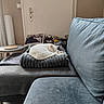 Bounty a rejoint le concours — aidez-le/la à gagner de superbes lots ! cat, sleeping, blanket, couch, remote_control, pillow, stuffed_toys, indoor, door, window, curtains, soft_furnishing, quiet, cozy, pet, resting, white_cat, living_room, home, relaxation