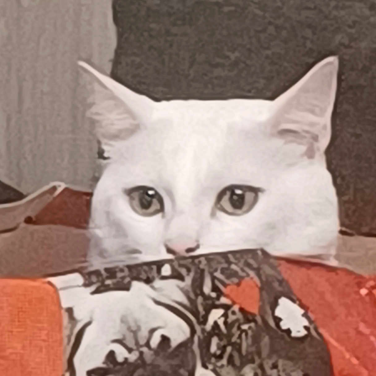 Bounty a rejoint le concours — aidez-le/la à gagner de superbes lots ! cat, white_cat, peeking, blanket, fabric, indoor, curious, animal, pet, ears, eyes, cozy, hiding, feline, cute, soft, comfort, resting, home, warm