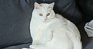 Bounty a rejoint le concours — aidez-le/la à gagner de superbes lots ! white_cat, cat, pet, animal, feline, sitting, couch, gray_couch, indoor, cozy, fur, looking, relaxed, domestic_cat, whiskers, tail, ears, paws, home, resting