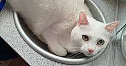 Bounty a rejoint le concours — aidez-le/la à gagner de superbes lots ! animal, cat, countertop, cozy, curious, cute, domestic_animal, faucet, feline, fur, green_eyes, household, indoor, kitchen, pet, resting, sink, small_space, whiskers, white_cat