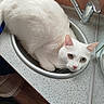 Bounty a rejoint le concours — aidez-le/la à gagner de superbes lots ! cat, white_cat, sink, kitchen, countertop, faucet, pet, animal, domestic_animal, curious, cozy, indoor, cute, feline, green_eyes, fur, whiskers, resting, small_space, household