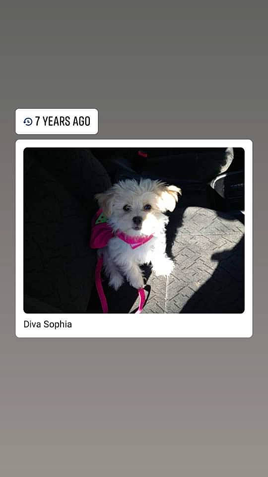 Sophia is registered to the contest to win money with this photo: bichon, canidae, carnivore, companion_dog, dog, dog_breed, font, havanese, maltese, morkie, non_sporting_group, puppy, shih_tzu, toy_dog