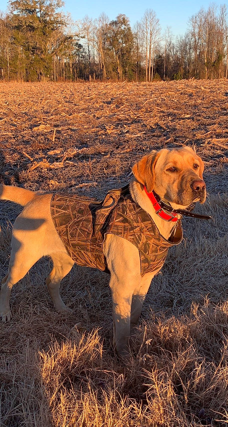 Retta is registered to the contest to win money with this photo: carnivore, collar, companion_dog, dog, dog_breed, dog_collar, fawn, grass, gun_dog, landscape, leash, pet_supply, plant, soil, sporting_group, sunlight, tail, tints_and_shades, tree, working_animal