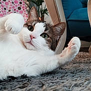 Rossignol a rejoint le concours — aidez-le/la à gagner de superbes lots ! blanket, carpet, cat, chair_leg, closeup, cute, feline, furniture, green_eyes, indoor, paw, pet, playful, polka_dot, portrait, relaxed, rug, tabby, whiskers, white_fur