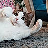 blanket, carpet, cat, chair_leg, closeup, cute, feline, furniture, green_eyes, indoor, paw, pet, playful, polka_dot, portrait, relaxed, rug, tabby, whiskers, white_fur