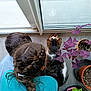 Rossignol a rejoint le concours — aidez-le/la à gagner de superbes lots ! braided_hair, cat, child_back, children, close_together, curious, flooring, glass_door, green_leaves, hair_tie, home_interior, indoor, natural_light, plant_pots, potted_plants, purple_leaves, sitting, tabby_cat, window, wood_floor