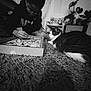 Rossignol participe au concours pour gagner de l'argent avec cette photo : animal, black_and_white, board_game, carpet, cat, chair, cozy, curtains, furniture, glasses, home, indoor, person, pet, plant, playing, relaxing, rug, tabby_cat, table
