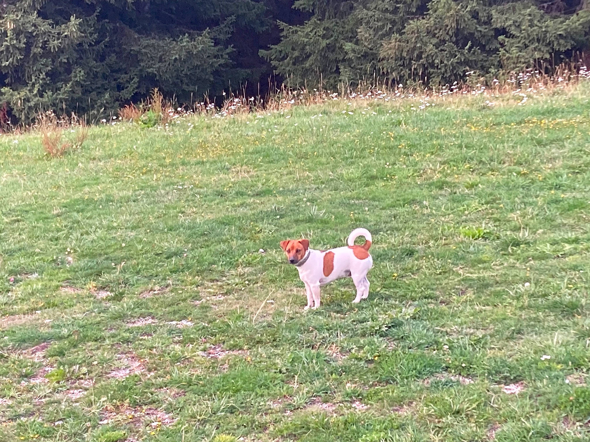 Talou a rejoint le concours — aidez-le/la à gagner de superbes lots ! canidae, carnivore, companion_dog, dog, dog_breed, field, grass, grass_family, grassland, groundcover, landscape, lawn, meadow, natural_environment, natural_landscape, pasture, plant, prairie, soil, tree