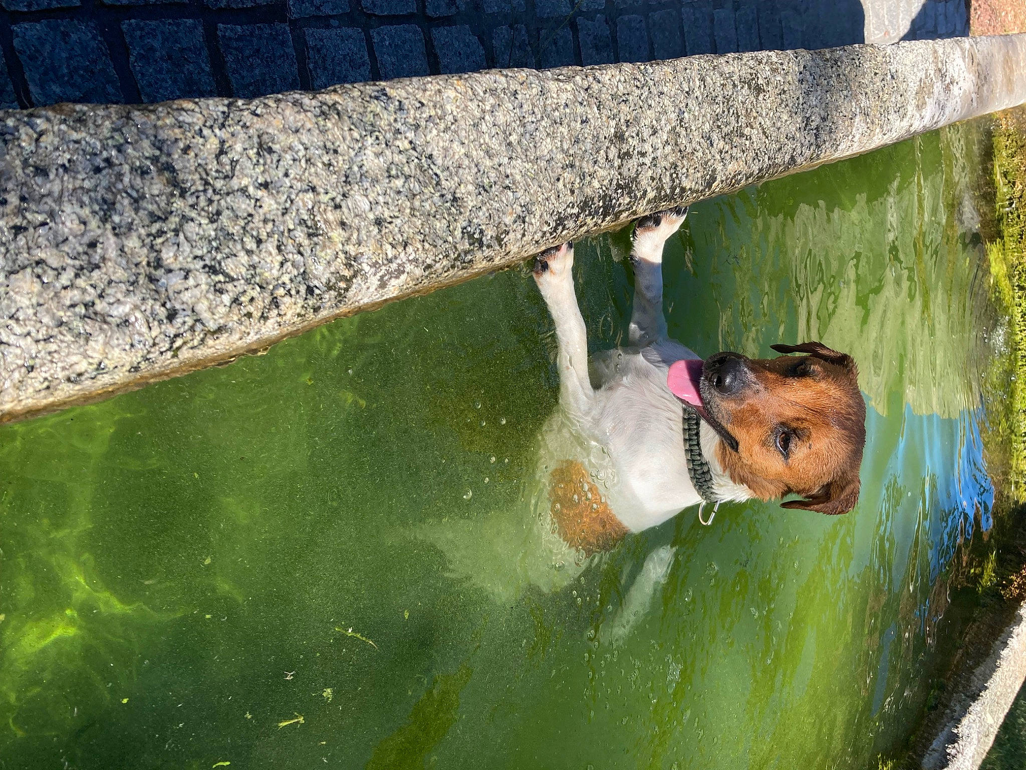 Talou a rejoint le concours — aidez-le/la à gagner de superbes lots ! _geese_and_swans, concrete, duck, ducks, extreme_sport, flooring, fun, grass, leisure, personal_protective_equipment, plant, pond, recreation, reflection, sidewalk, surface_water_sports, tree, visual_arts, water, water_feature