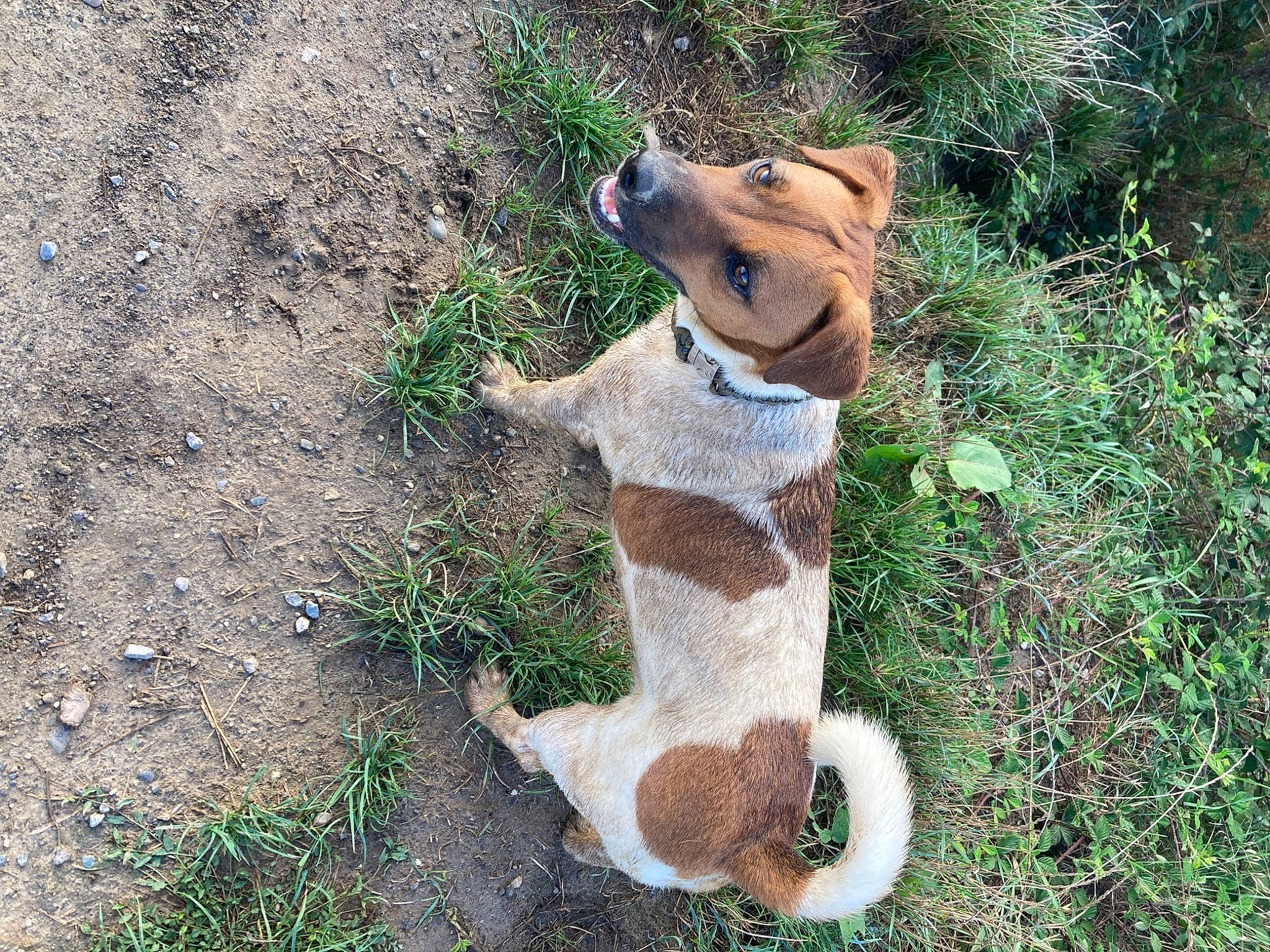 Talou participe au concours pour gagner de l'argent avec cette photo : art, carnivore, companion_dog, dog_breed, fawn, felidae, fur, grass, groundcover, plant, small_to_medium_sized_cats, snout, sporting_group, squirrel, stuffed_toy, tail, terrestrial_animal, toy, trunk, wood
