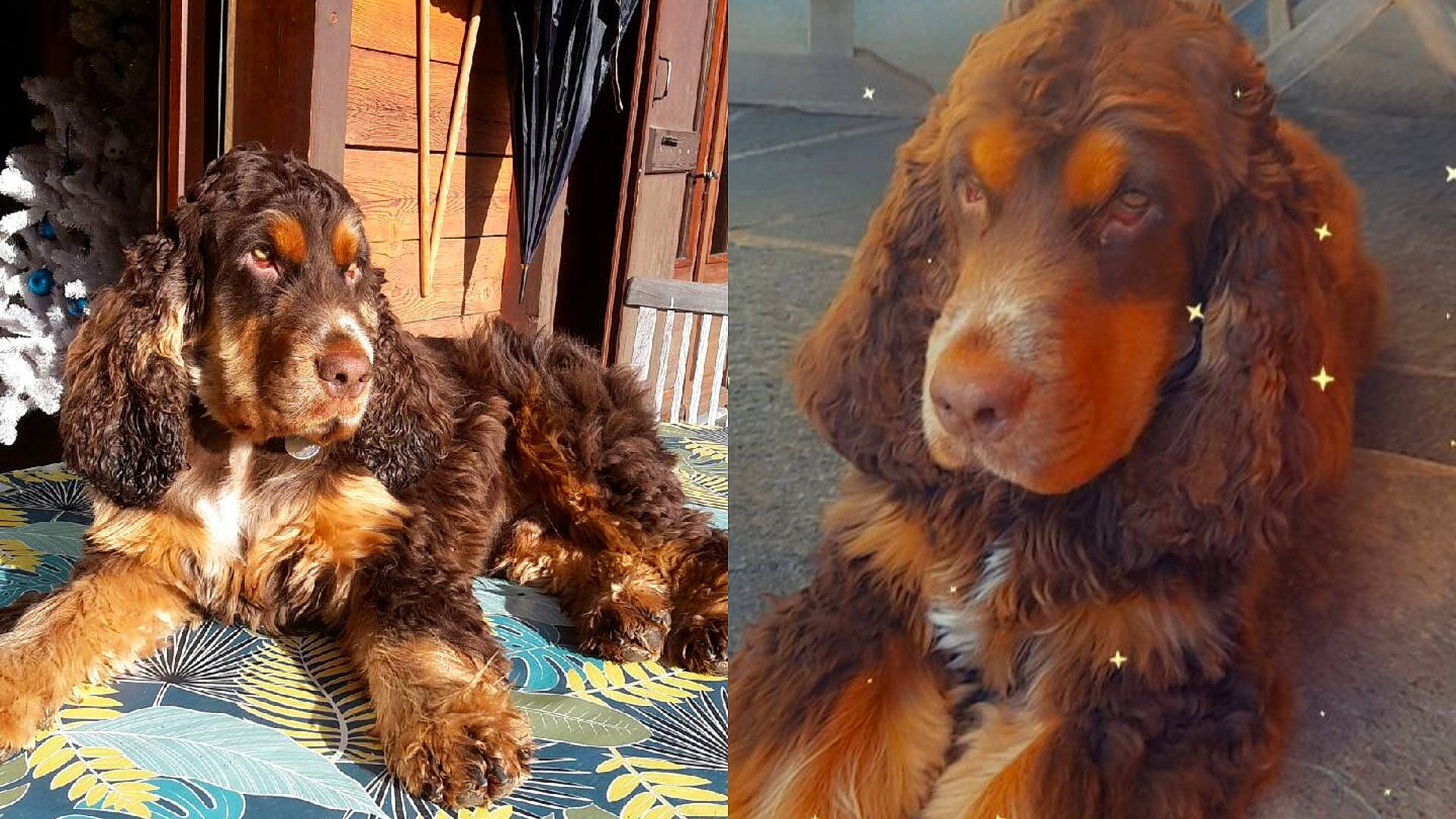 Talou a rejoint le concours — aidez-le/la à gagner de superbes lots ! brown, canidae, carnivore, cocker_spaniel, companion_dog, dog, dog_breed, fur, liver, natural_material, snout, spaniel, sporting_group, water_dog, working_animal