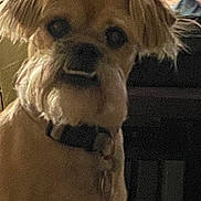 Honey joined the competition — help win amazing prizes! dog, pet, collar, animal, close_up, ears, indoor, brown, fur, cute, face, domestic_animal, canine, looking, portrait, companion, furry, mammal, friend, household_pet