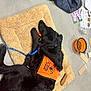service_dog, dog, black_dog, dog_in_training, dog_bed, orange_vest, leash, toy_ring, chew_toy, food_bowl, kibble, collar, jacket, mat, indoor, resting, sleeping, concrete_floor, training, pet_accessory